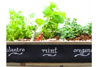 Plant Nite: Herb Garden in Chalkboard Planter